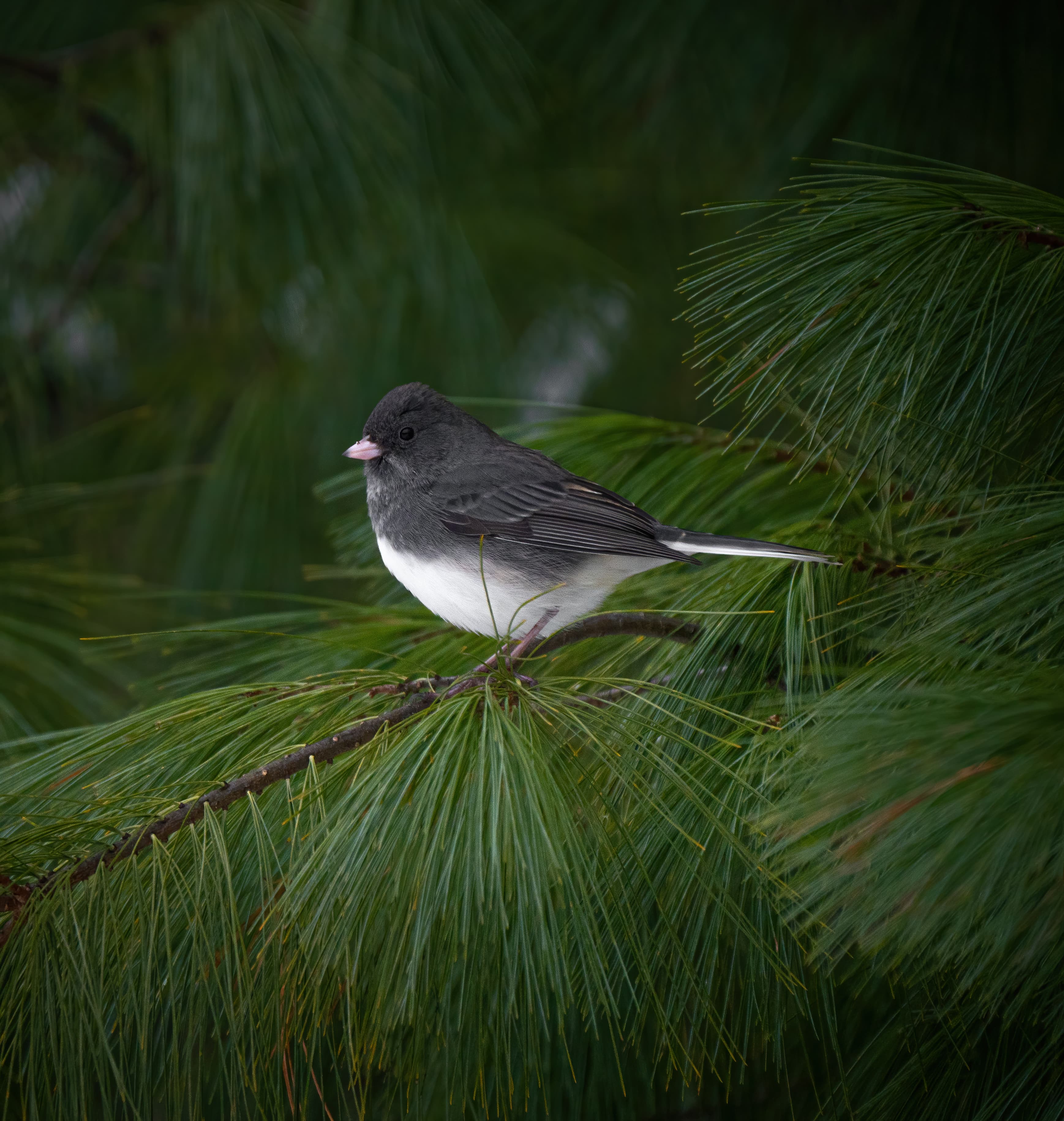 Dark-eyed junco