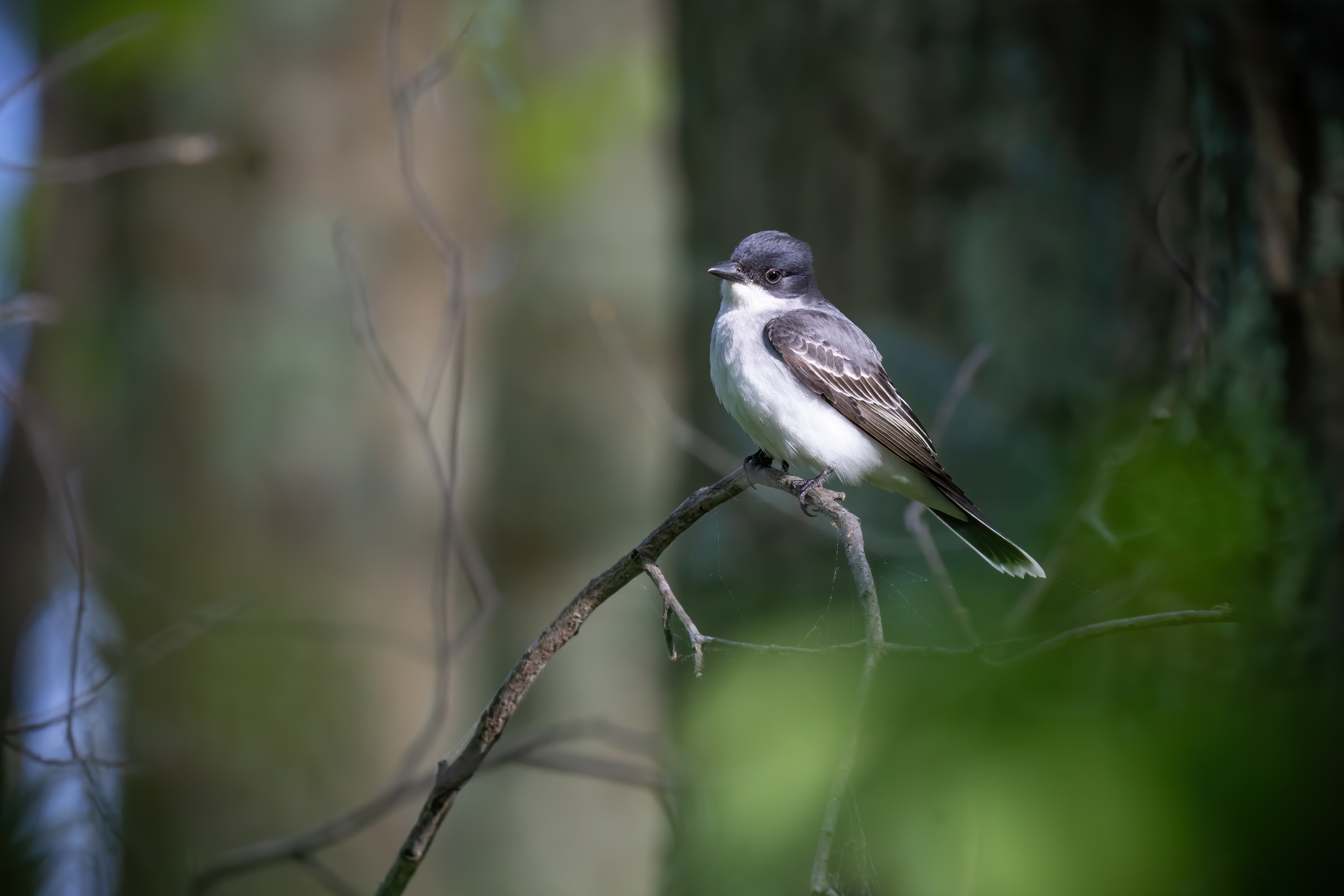 Kingbird