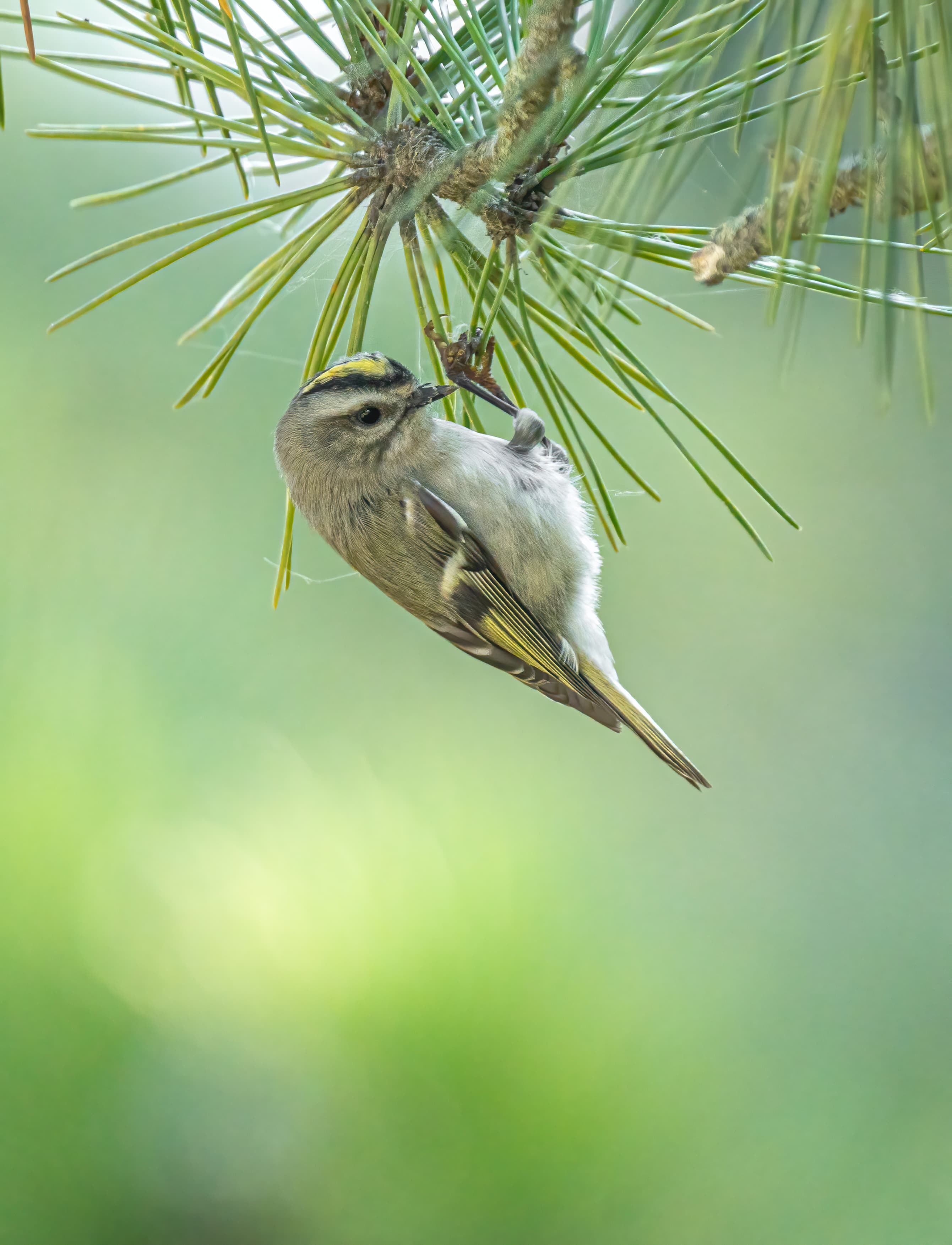 Golden-crowned kinglet