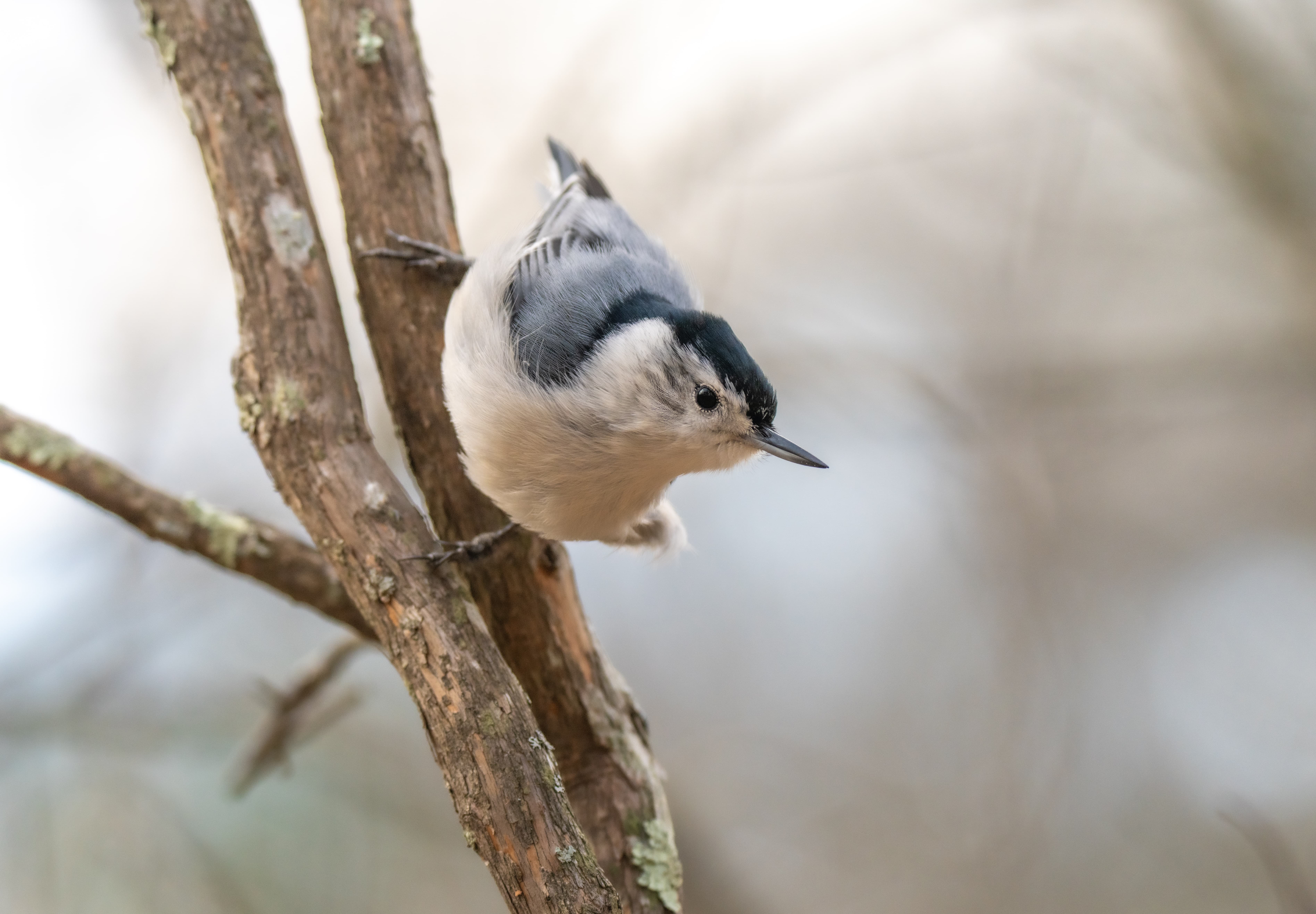 Nuthatch bird