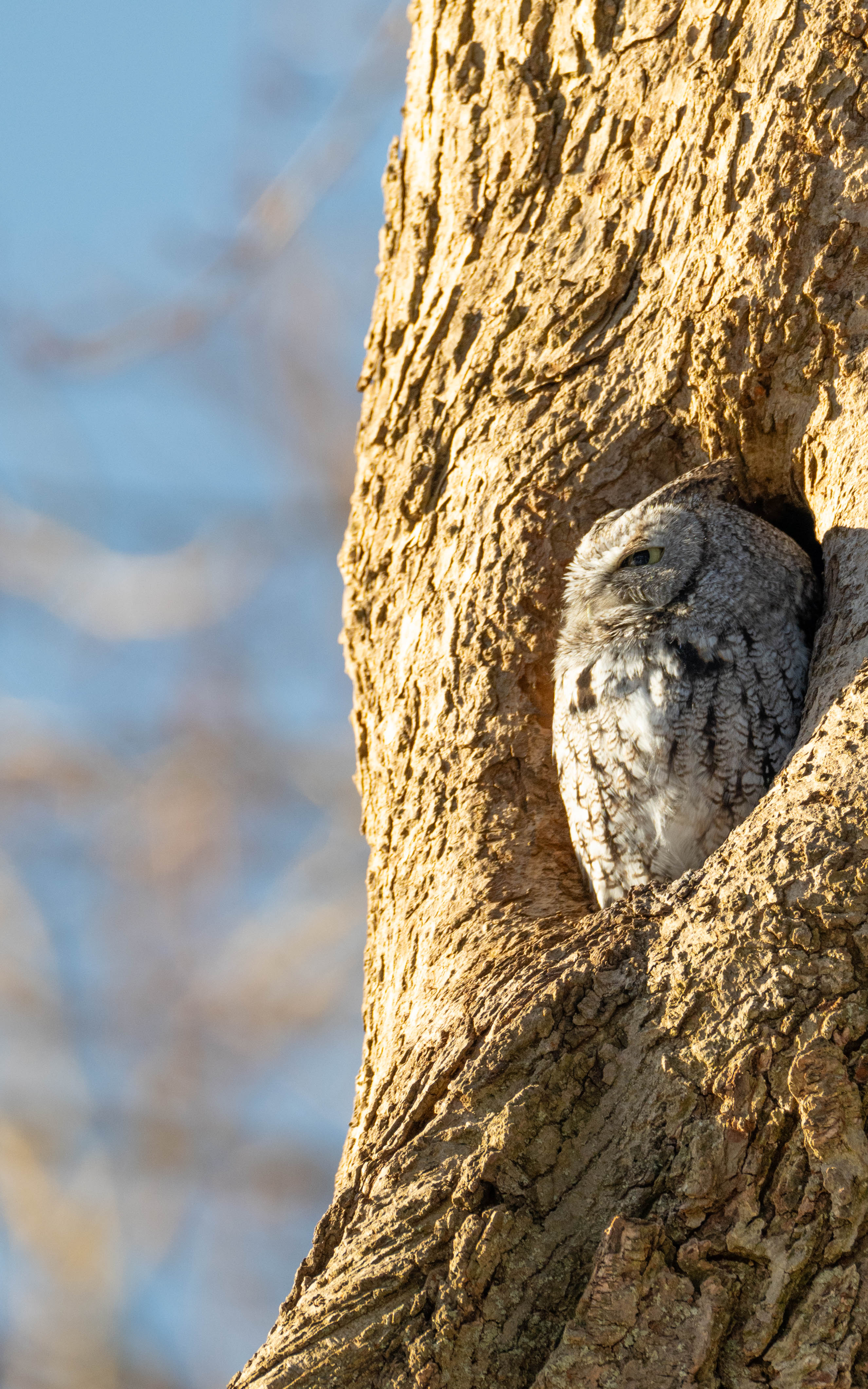 Eastern Screech Owl fine art print