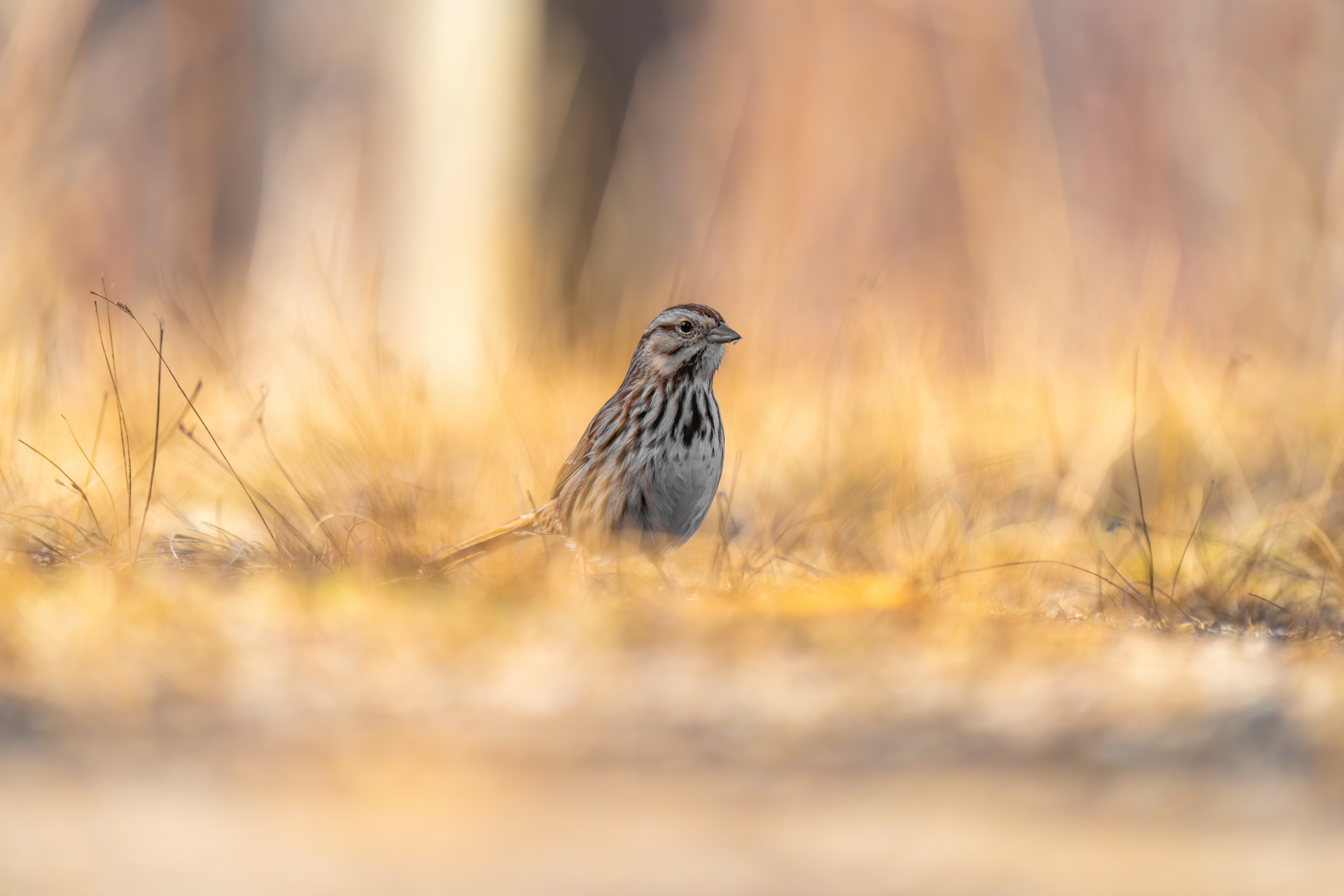 Sparrow bird