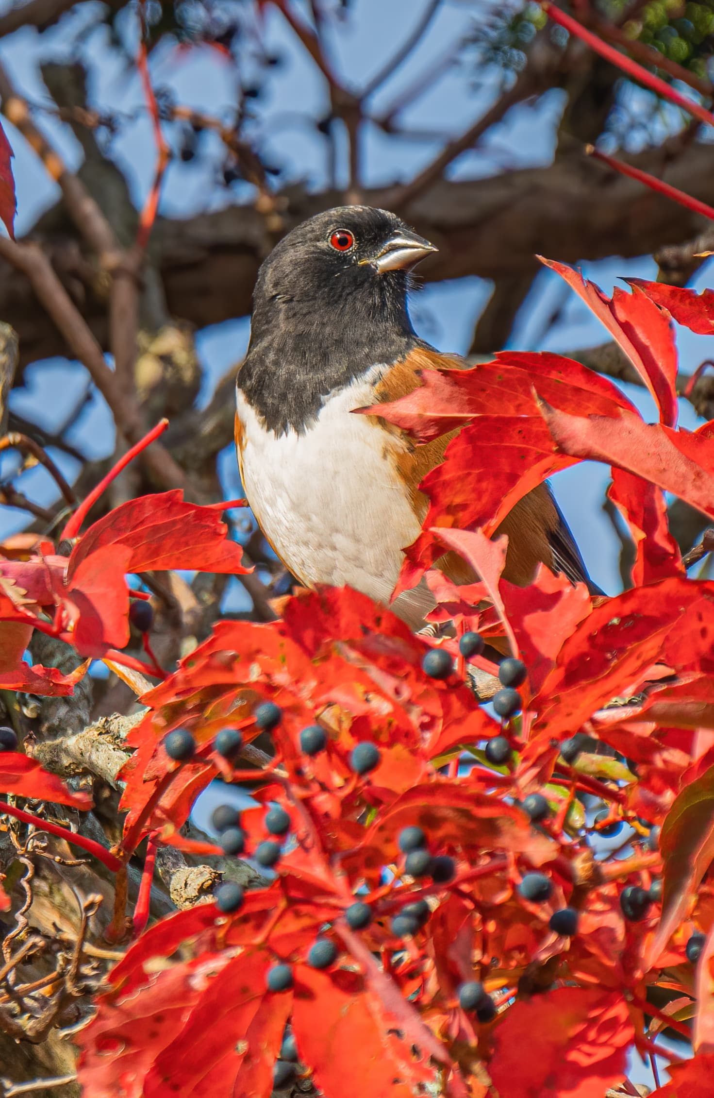 Towhee bird