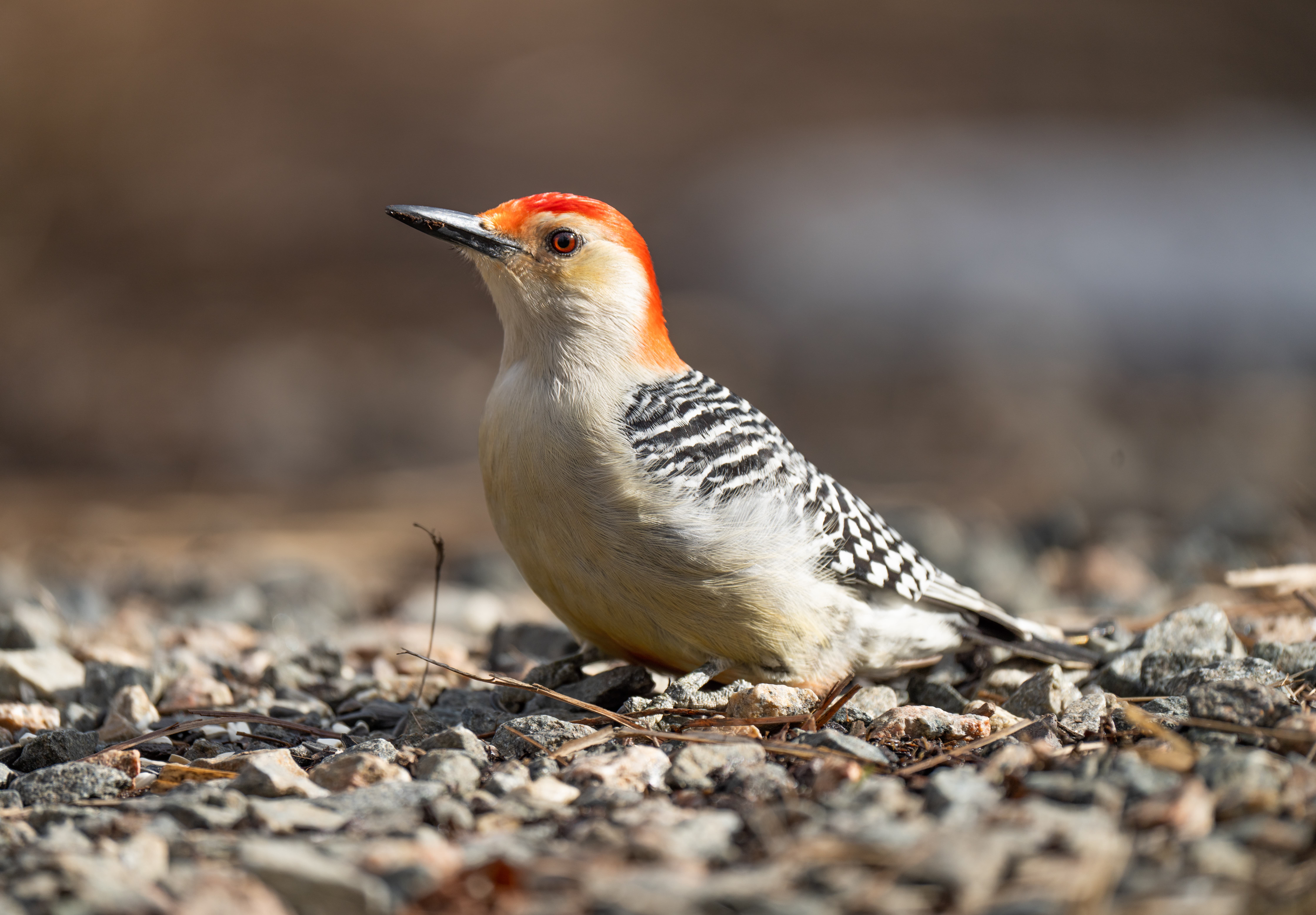 Woodpecker bird
